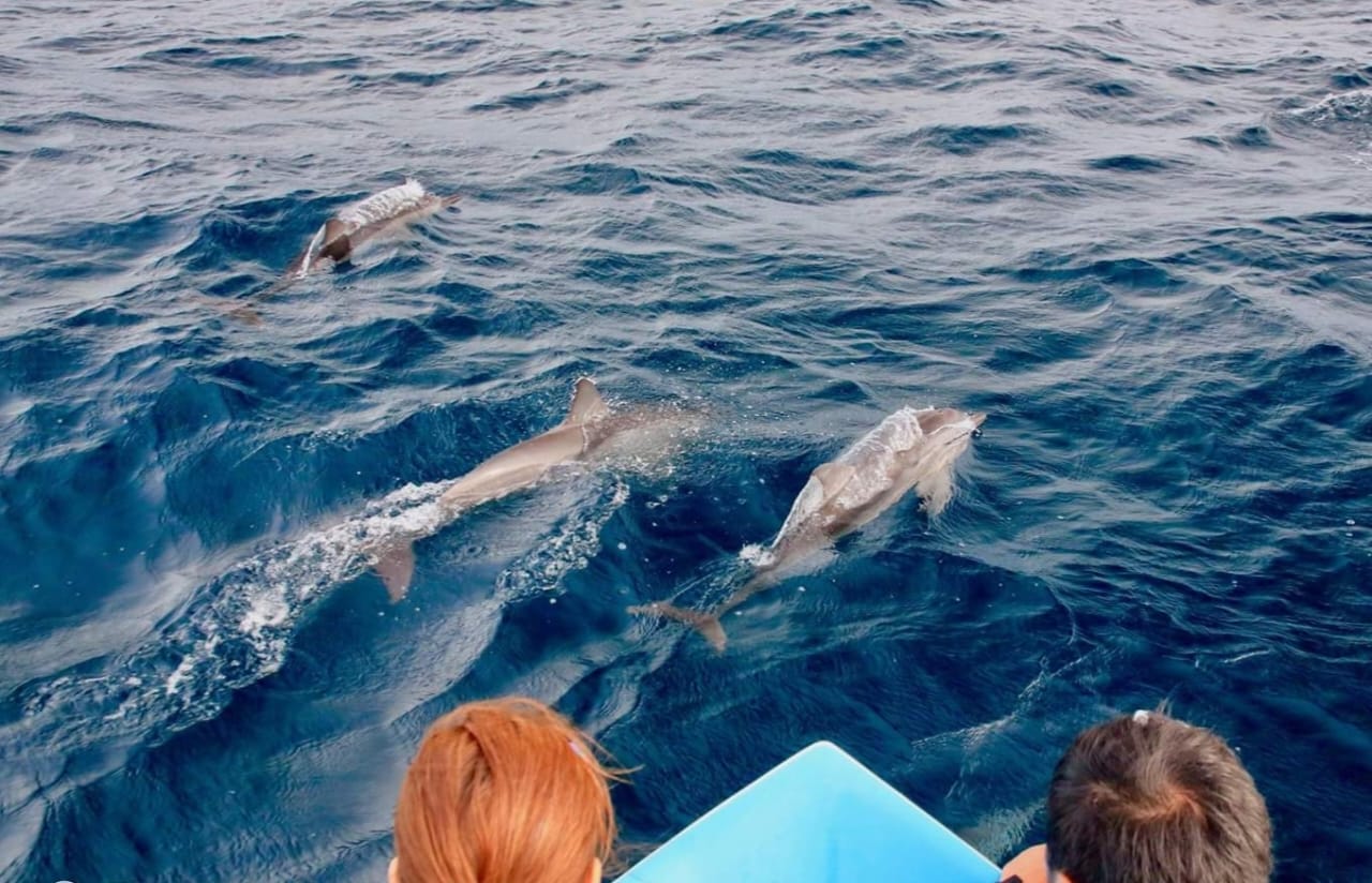 Dolphins & Whale Watching Trincomalee